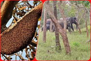 umaria bees drive away wild elephants