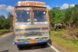 lorry driver who gave sugarcane to elephant fined 75 thousand