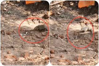 snake-mongoose-fight-video-in-dharwad