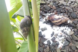 african snail  kottayam mannanam  african snail in kottayam  african snail destroy farming  latest news in kottayam  latest news today  ആഫ്രിക്കൻ ഒച്ചുകള്‍  ഭീതിപരത്തി ആഫ്രിക്കൻ ഒച്ചുകള്‍  ദുരിതത്തിലായി പ്രദേശവാസികള്‍  ഒച്ചുശല്യം  ഇലകൾ ഇവ തിന്നു തീർക്കും  അന്തരീക്ഷത്തിലെ ഈർപ്പവുമാണ്  ഉപ്പ് പൊടിയിട്ട് കൊല്ലുക  കോട്ടയം ഏറ്റവും പുതിയ വാര്‍ത്ത  ഇന്നത്തെ പ്രധാന വാര്‍ത്ത