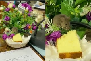 mouse eats cake  mouse  cake eating mouse  mouse video  എലി  എലി വീഡിയോ  എലി കേക്ക് കഴിക്കുന്നു  എലി കേക്ക് കഴിക്കുന്ന ദൃശ്യം  സദസ്സിൽ കേക്ക് കഴിച്ച് എലി