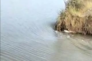 Rohtak canal breach inundates 200 acres