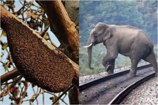 elephant attack  bandhavagarh tiger reserve  bee fences  buzzing sound of bees  Interspersed bee box  latest news in madyapradesh  latest national news  latest news today  കാട്ടാനുടെ ആക്രമണത്തില്‍ നിന്നും പരിഹാരം  തേനീച്ച വേലി  തേനീച്ചകളുടെ മൂളല്‍  ബന്ദവര്‍ഗ് വന്യ ജീവി സങ്കേതത്തിലെ  മധ്യപ്രദേശ് ഏറ്റവും പുതിയ വാര്‍ത്ത  ഇന്നത്തെ പ്രധാന വാര്‍ത്ത  ഏറ്റവും പുതിയ ദേശീയ വാര്‍ത്ത