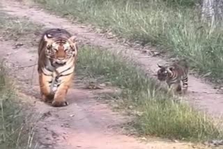 tiger-cub-has-won-the-hearts-of-tourists-in-bandipur