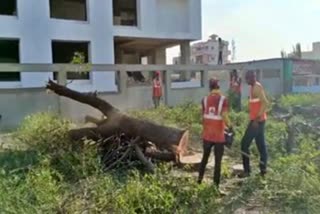 huge trees are cutting in Vijayapur