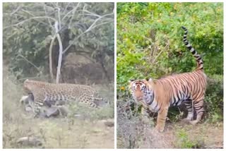 Sariska National Park in Alwar