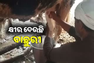 WATCH VIDEO: ୧ବର୍ଷ ବାଛୁରୀ ଦେଉଛି କ୍ଷୀର, ଆଶ୍ଚର୍ଯ୍ୟଚକିତ ମାଲିକ