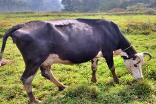 ಕೃಷಿ ಭೂಮಿಯಲ್ಲಿ ಮೇಯುತ್ತಿರುವ ಹಸು