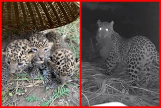 Three leopard cubs