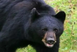 Bear menace in Pauri region of Uttarakhand