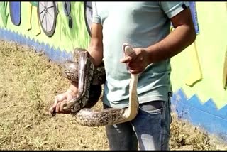 Python started slowing down in the middle of the road