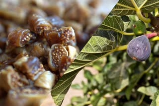 Eat so many figs in a day you will get many benefits including controlling sugar