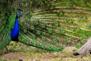 bhopal police seized peacock meat