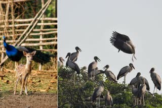 durgapur-forest-department-bans-picnics-in-forest-to-protect-wildlife