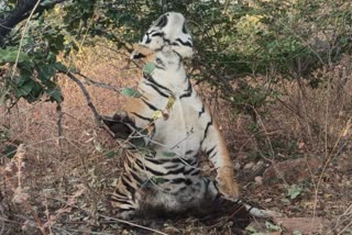 Panna Tiger Death