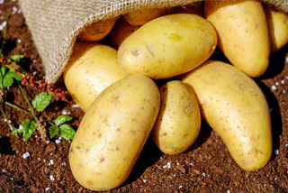Scientists find out if new cancer drug can come from potatoes