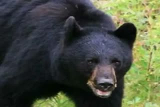 bear-menace-in-pauri-region-of-uttarakhand-raiding-chicken-and-mutton-shops