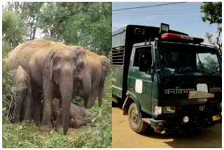 elephant terror in dhamtari