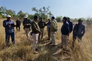 Tiger carcass found hanging from tree near Panna Reserve in Madhya Pradesh