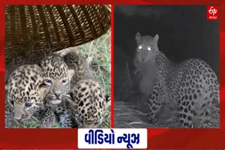 શેરડી કાપતી વખતે 3 દીપડાના બચ્ચા મળી આવ્યા, ઘટના સીસીટીવીમાં કેદ