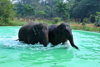 vandalur zoo  elephants  swimming pool for elephants  swimming pool  swimming pool for elephants in vandalur zoo  யானைகளுக்கு ஸ்விம்மிங் பூல்  வண்டலூர் உயிரியல் பூங்கா  வண்டலூர்  வண்டலூர் அறிஞர் அண்ணா உயிரியல் பூங்கா  யானைகள்  பூங்கா