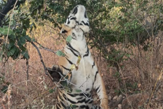 PANNA TIGER DEATH TIGER BODY FOUND HANGING ON TREE IN PANNA