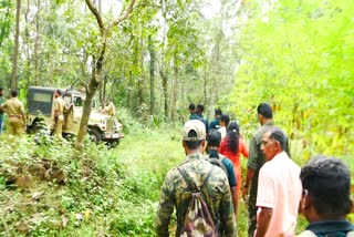 Tiger enters in human settlement in Iritty  ജനവാസ മേഖലയില്‍ കടുവ  കടുവ  ജനവാസ മേഖലയില്‍ ഇറങ്ങിയ കടുവ  man wild conflict in Kerala  ഇരിട്ടിയില്‍ ഇറങ്ങിയ കടുവ