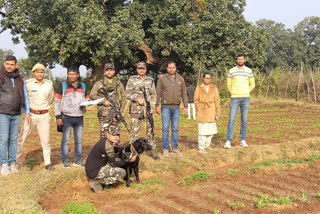 गया में अफीम की खेती को नष्ट किया गया