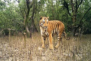 Royal Bengal Tiger