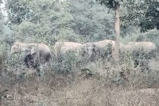 Herd of elephants in Ramgarh