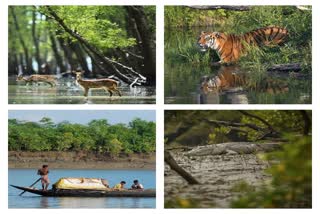 is Development is Destroying Sundarbans Ecosystem