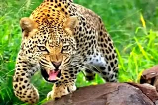 Man-eating leopard killed by gunshot