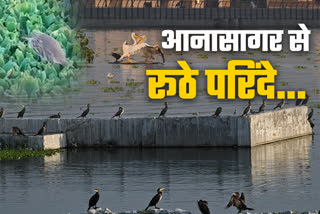 Birds not seen in Anasagar lake