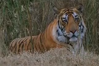 Tiger death mp panna