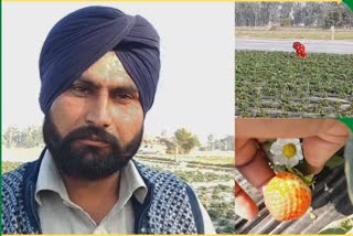 farmer in Faridkot, farming strawberries, strawberries