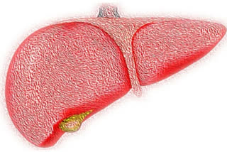 Study finds even early forms of liver disease affect heart health