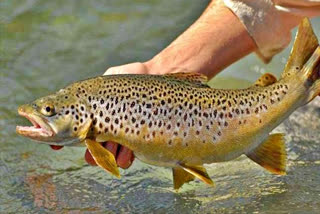 Trout fish farming in Kullu