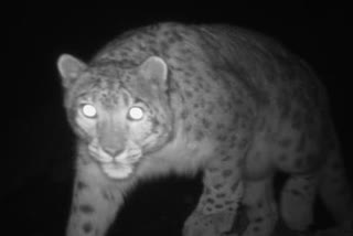 Snow leopard survey in Kashmir 300 cameras installed