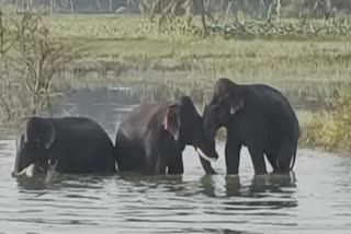 பாலகுறி ஏரியில் குழந்தைகள் போல் விளையாடிய யானைகள்