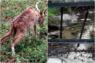 27 deer died in Bengal Safari Park