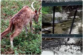 27 DEER DIED IN BENGAL SAFARI PARK