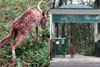 27 deer deaths spark concern about maintenance  Bengal Safari Park  siliguri Bengal Safari Park  siliguri Safari Park  Bengal Safari Park issue  സിലിഗുരി  സിലിഗുരി ബംഗാൾ സഫാരി പാർക്ക്  ബംഗാൾ സഫാരി പാർക്ക്  ബംഗാൾ സഫാരി പാർക്കിൽ മാനുകൾ ചത്തൊടുങ്ങുന്നു  ബംഗാൾ സഫാരി പാർക്ക് ശോചനീയാവസ്ഥ  ബംഗാൾ സഫാരി പാർക്കിൽ കംഗാരു ചത്തതിൽ ആരോപണം  മുഖ്യമന്ത്രി മമത ബാനർജി  ബംഗാൾ സഫാരി പാർക്ക്  ബംഗാൾ സഫാരി പാർക്കിൽ മാനുകൾ ചത്തൊടുങ്ങുന്നു  ഓസ്‌ട്രേലിയൻ കംഗാരു