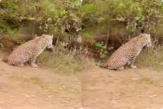 cheetah-spotted-on-the-side-of-the-road-in-haveri