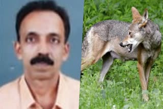 കോട്ടയം  കുറുക്കന്‍ ആക്രമിച്ചു  കുറുക്കന്‍ ആക്രമിച്ചു  മുണ്ടക്കയം സ്വദേശി  വേലനിലം  മുണ്ടക്കയം  മെഡിക്കല്‍ കോളേജ്  kottayam  Panchayat member attacked by fox  fox  fox attack