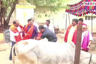 Cow Kicked BJP Leader GVL in Guntur