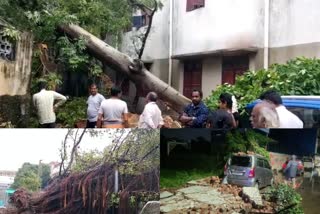 Mandous weakens into deep depression after crossing coast in TN  Cyclone Mandous affects in Tamil Nadu  Due to Mandous trees fell  Cyclone Mandous affects Chennai city  ആഞ്ഞടിച്ച് മാന്‍ഡോസ്  മന്ത്രി കെകെഎസ്‌എസ്‌ആര്‍ രാമചന്ദ്രന്‍  മാന്‍ഡോസ് ചഴലിക്കാറ്റ്  മാന്‍ഡോസ്  ചെന്നൈ ഐഎംഡി  തമിഴ്‌നാട്ടില്‍ കനത്ത മഴ