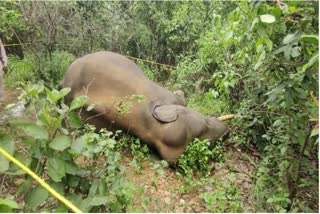 Baby elephant dies of electrocution