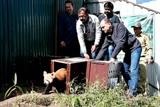 three female Red Panda release to jungle by Padmaja Naidu Himalayan Zoological Park of Darjeeling