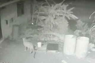 leopard captured on cctv