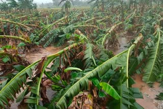 மாண்டஸ் புயல் தாக்கம்: அறுவடை நிலையில் இருந்த வாழைகள் சேதம்